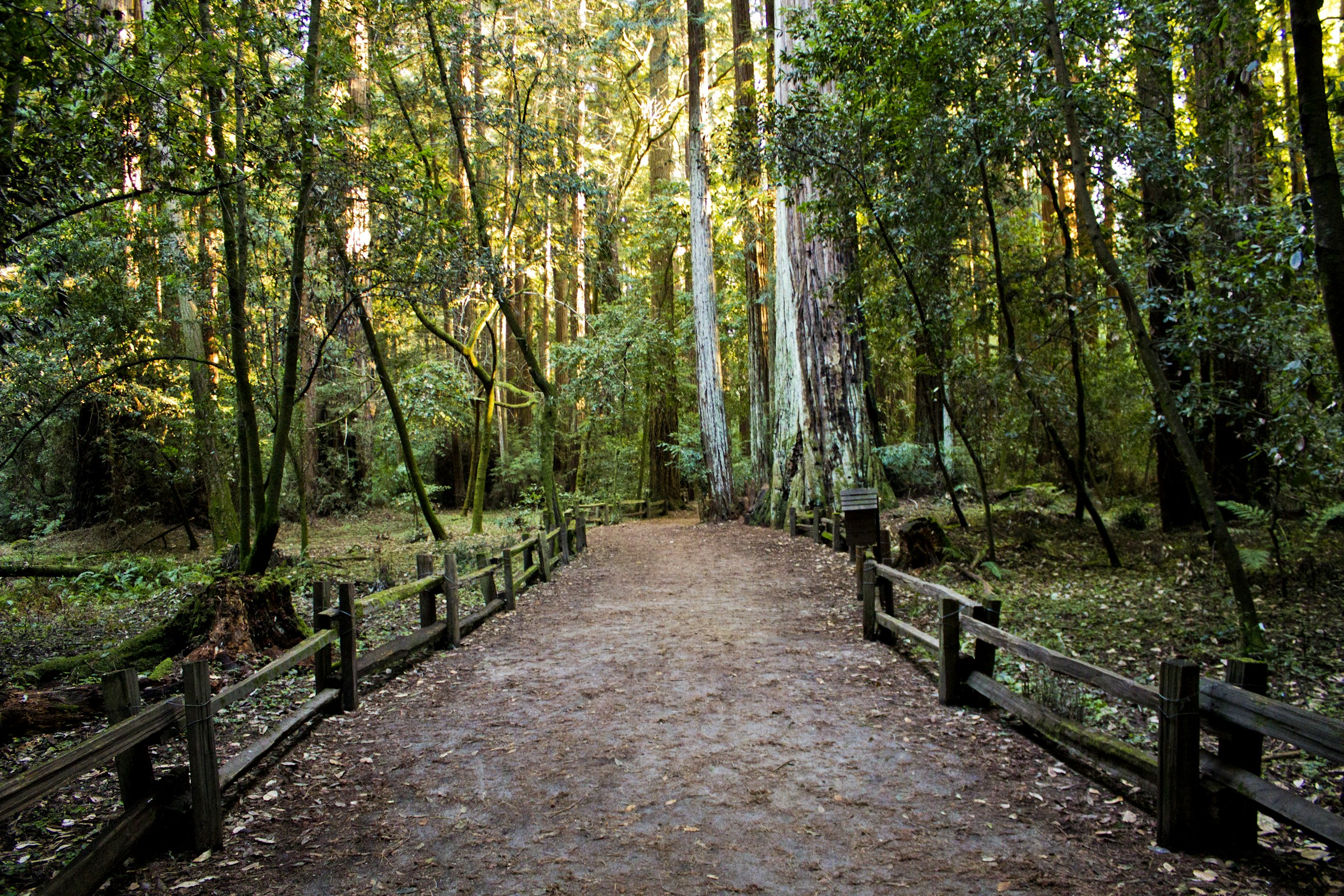 Licht fällt zwischen Bäumen in eine ruhige Waldlandschaft